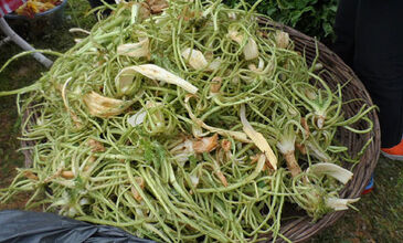 28 MART 2026 BODRUM ACI OT FESTİVALİ & SÖKE NOVADA  OUTTLET AWM  TURU