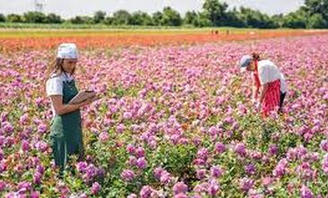 29-31 MAYIS 2026 ISPARTA GÜLLER ZAMANI TURU 1.ARAÇ