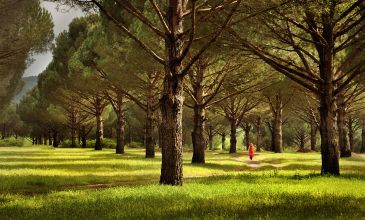 05 MAYIS 2026 BERGAMA ANTİK KENTİ-DİKİLİ